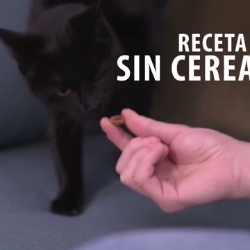 Feringa Double Bites