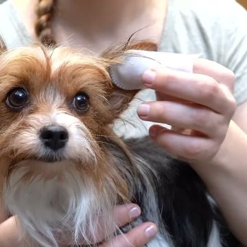 kooa The Pet Care Line
