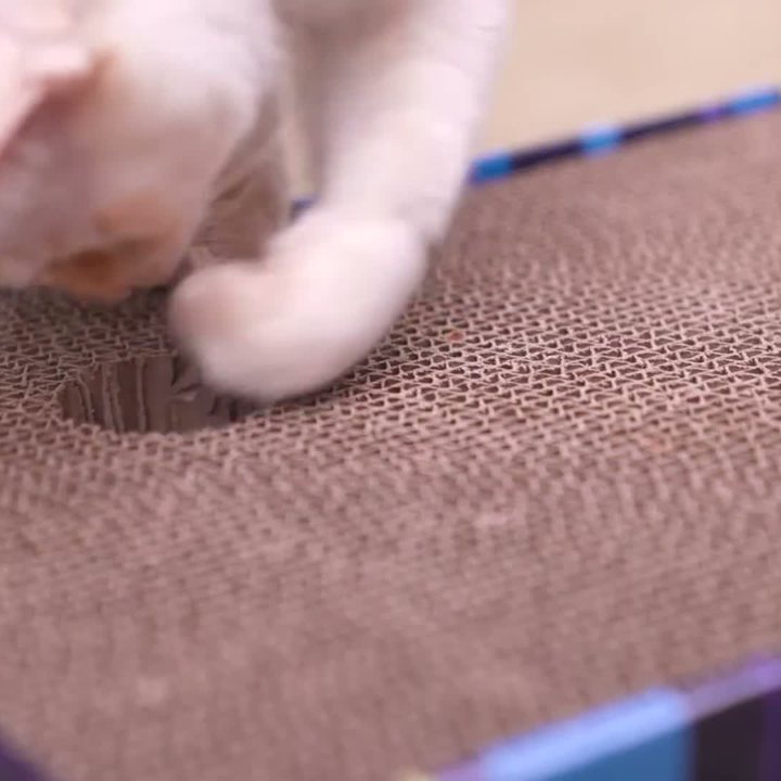 zooplus Scratch & Play